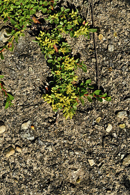 BUITEN BEELD Foto: 449039