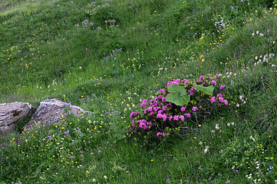 BUITEN BEELD Foto: 449045
