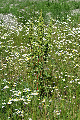 BUITEN BEELD Foto: 449046