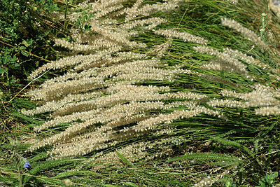 BUITEN BEELD Foto: 449049
