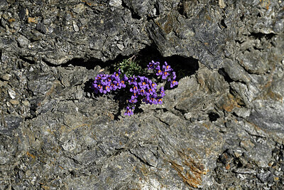 BUITEN BEELD Foto: 449053