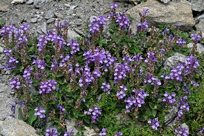 BUITEN BEELD Foto: 449057