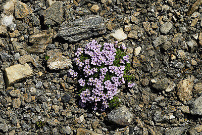 BUITEN BEELD Foto: 449062