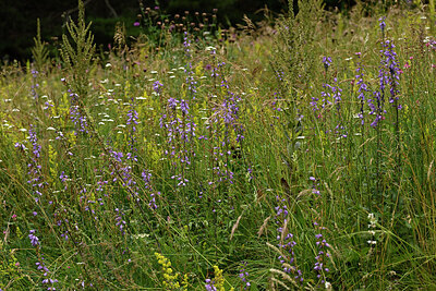 BUITEN BEELD Foto: 449068