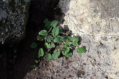 BUITEN BEELD Foto: 449069