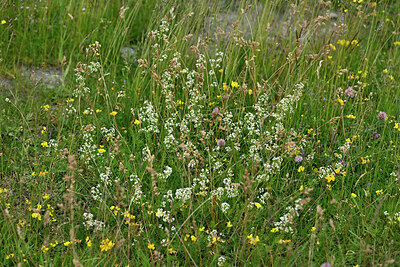 BUITEN BEELD Foto: 449071