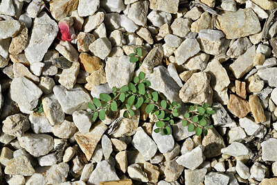 BUITEN BEELD Foto: 449076