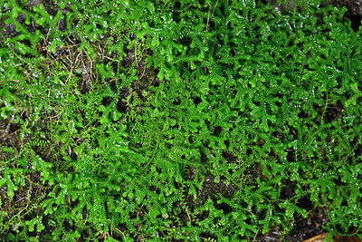 BUITEN BEELD Foto: 449083