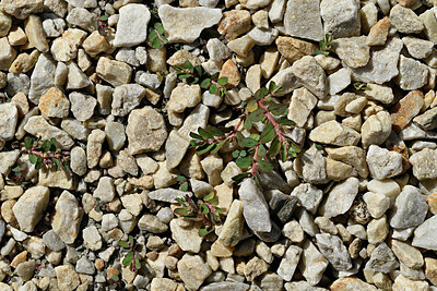 BUITEN BEELD Foto: 449085