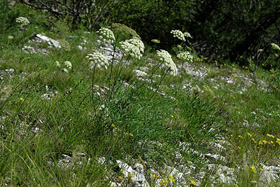BUITEN BEELD Foto: 449090