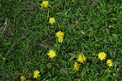 BUITEN BEELD Foto: 449093