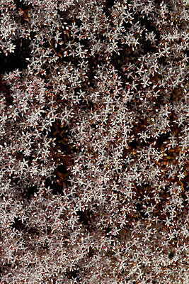 BUITEN BEELD Foto: 449098