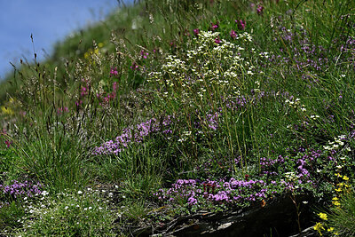 BUITEN BEELD Foto: 449101