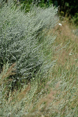 BUITEN BEELD Foto: 449103