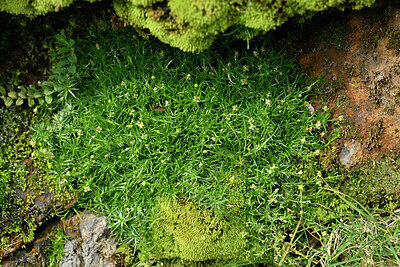 BUITEN BEELD Foto: 449110