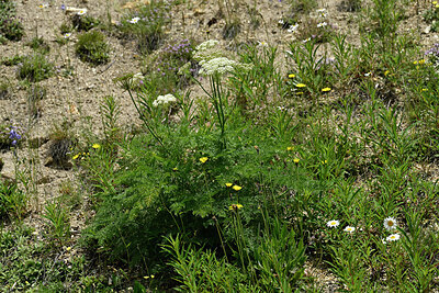 BUITEN BEELD Foto: 449118
