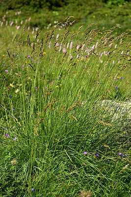BUITEN BEELD Foto: 449133