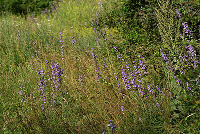BUITEN BEELD Foto: 449141