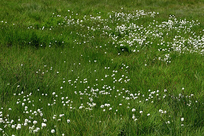 BUITEN BEELD Foto: 449152
