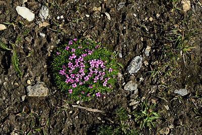 BUITEN BEELD Foto: 449162