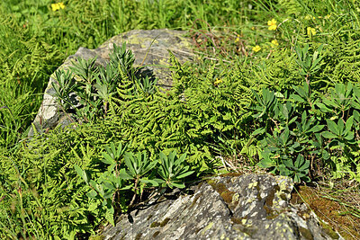 BUITEN BEELD Foto: 449163