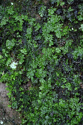 BUITEN BEELD Foto: 449188