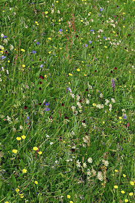 BUITEN BEELD Foto: 449190