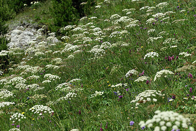 BUITEN BEELD Foto: 449195