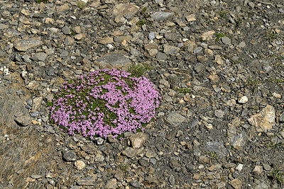 BUITEN BEELD Foto: 449208