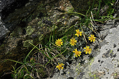 BUITEN BEELD Foto: 449210