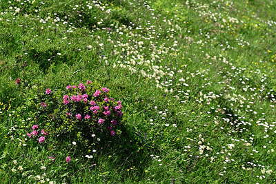 BUITEN BEELD Foto: 449219