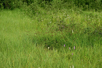 BUITEN BEELD Foto: 449225