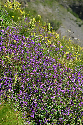 BUITEN BEELD Foto: 449244