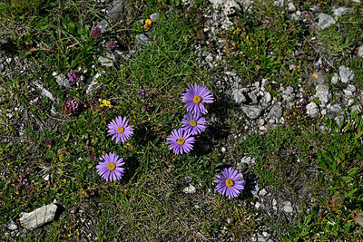 BUITEN BEELD Foto: 449249