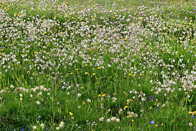 BUITEN BEELD Foto: 449257