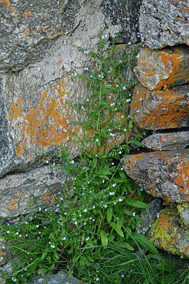 BUITEN BEELD Foto: 449261