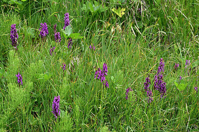 BUITEN BEELD Foto: 449265