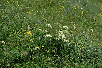 BUITEN BEELD Foto: 449268