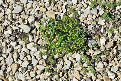 BUITEN BEELD Foto: 449272