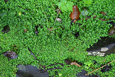 BUITEN BEELD Foto: 449287