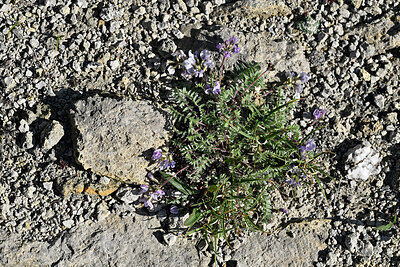 BUITEN BEELD Foto: 449298