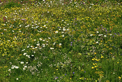 BUITEN BEELD Foto: 449301