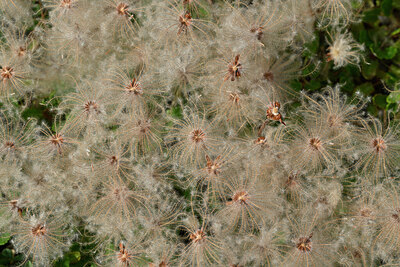 BUITEN BEELD Foto: 449306
