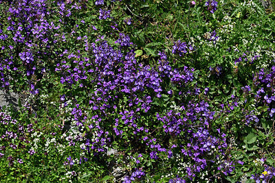 BUITEN BEELD Foto: 449308