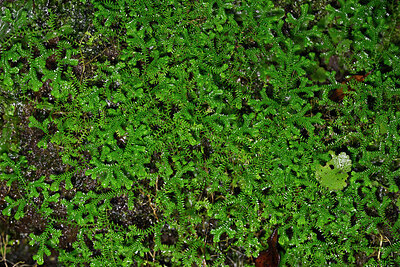 BUITEN BEELD Foto: 449324