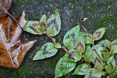 BUITEN BEELD Foto: 449327