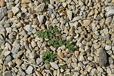 BUITEN BEELD Foto: 449341