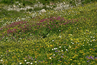 BUITEN BEELD Foto: 449352