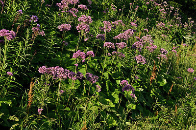 BUITEN BEELD Foto: 449353