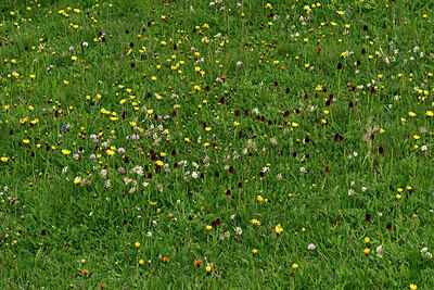 BUITEN BEELD Foto: 449365